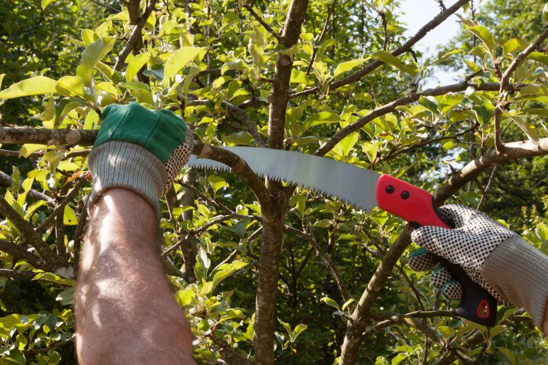 Bradford Pear Tree Pruning