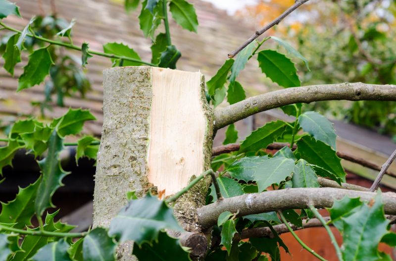 Hickory Tree Pruning