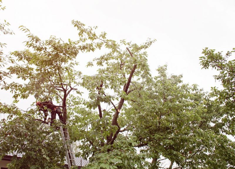 Products For Tree Trimmings in use