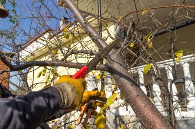 Healthy Tree Maintenance