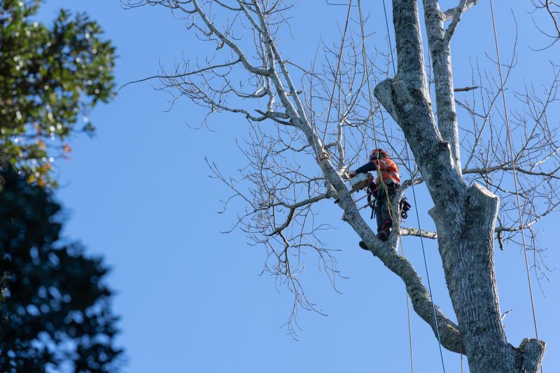 Pruning Tree Canopies