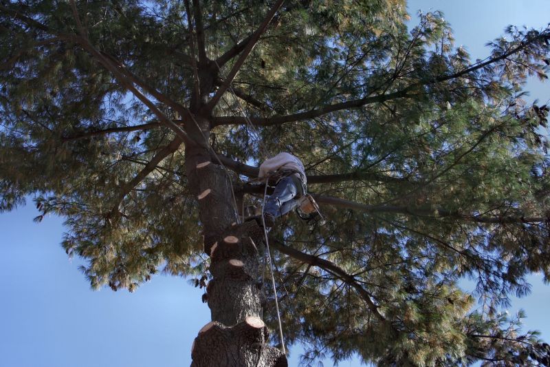 Tree Care in Bluffton