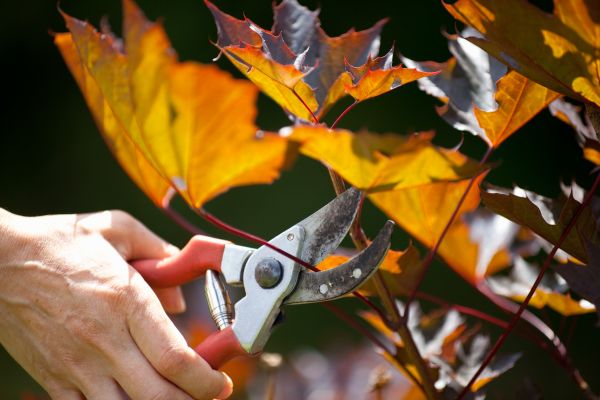 Cost of Maple Tree Pruning in Bluffton
