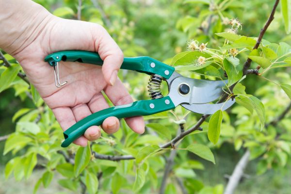 Cost of Pear Tree Pruning in Bluffton