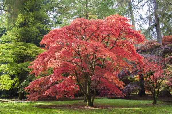 Cost of Japanese Maple Pruning in Bluffton
