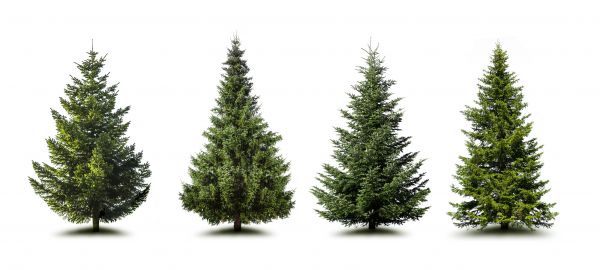 Cost of Pine Tree Trimming in Bluffton